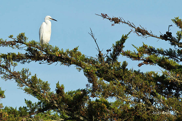 L'aigrette garzette sur son perchoir L'aigrette fréquente les mêmes lieux que le héron cendré